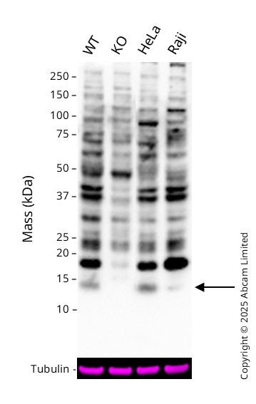 Western blot - Anti-CDKA1 / DOC1 antibody [Clone-R76] (AB108290)