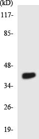 Western blot - Anti-CDKL1 antibody (AB136129)