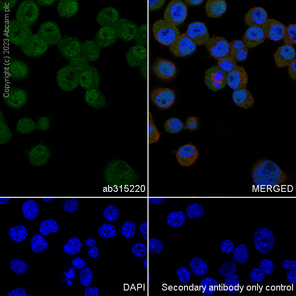 Immunocytochemistry/ Immunofluorescence - Anti-CDKL5 antibody [EPR26906-28] - BSA and Azide free (AB315221), expandable thumbnail