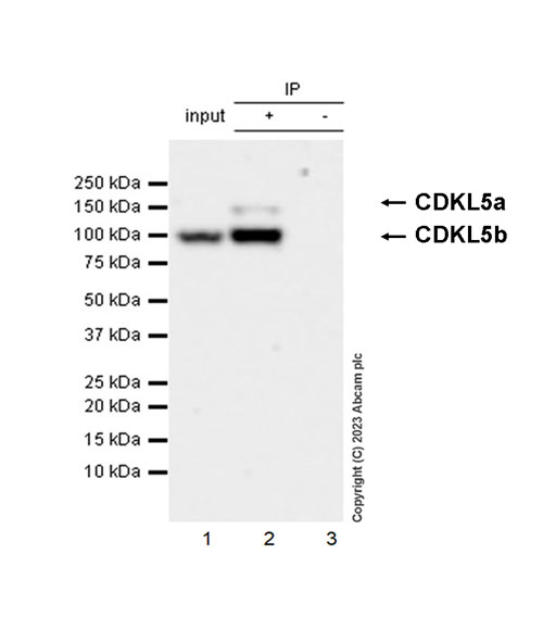 Immunoprecipitation - Anti-CDKL5 antibody [EPR26906-28] - BSA and Azide free (AB315221), expandable thumbnail