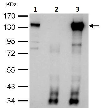 Immunoprecipitation - Anti-CDKN1A interacting zinc finger protein 1/CIZ1 antibody (AB102013)