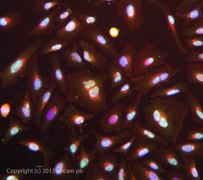 Immunocytochemistry/ Immunofluorescence - Anti-CDKN2A/p14ARF antibody (AB3642)