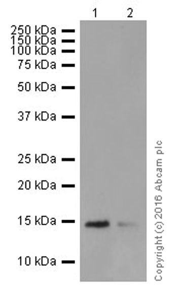 Western blot - Anti-CDKN2A/p14ARF antibody [EPR17878] (AB185620), expandable thumbnail