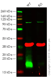 Western blot - Anti-CDKN2A/p14ARF antibody [EPR17878] - BSA and Azide free (AB224273)