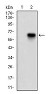Western blot - Anti-CDKN2A/p16INK4a antibody [1D7D2A1] (AB201980)