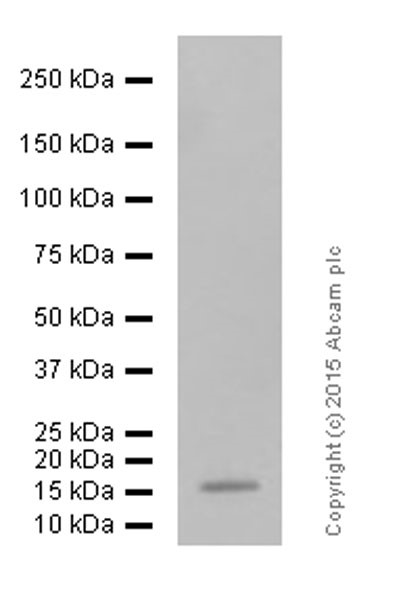 Western blot - Anti-CDKN2A/p16INK4a antibody [EPR1473] - BSA and Azide free (AB186932), expandable thumbnail