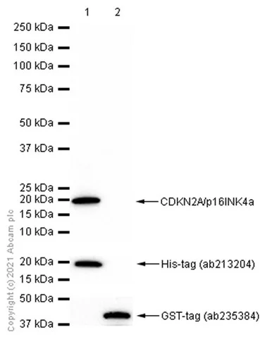 Western blot - Anti-CDKN2A/p16INK4a antibody [EPR1473] - BSA and Azide free (AB186932)