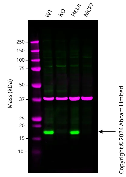 Western blot - Anti-CDKN2A/p16INK4a antibody [EPR1473] - BSA and Azide free (AB186932)