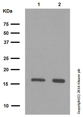Western blot - Anti-CDKN2A/p16INK4a antibody [EPR1473] - C-terminal (ab108349), expandable thumbnail