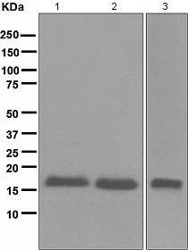Western blot - Anti-CDKN2A/p16INK4a antibody [EPR1473] - C-terminal (AB108349), expandable thumbnail