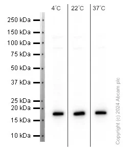 Western blot - Anti-CDKN2A/p16INK4a antibody [EPR1473] - C-terminal (AB108349)