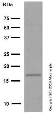 Western blot - Anti-CDKN2A/p16INK4a antibody [EPR1473] - C-terminal (ab108349), expandable thumbnail
