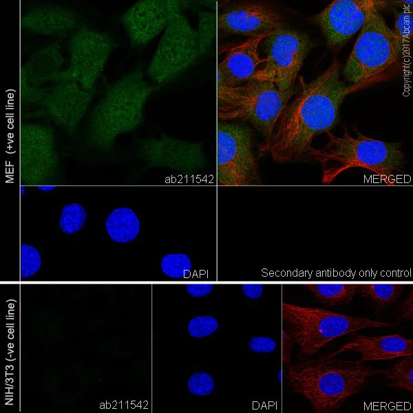 Immunocytochemistry/ Immunofluorescence - Anti-CDKN2A/p16INK4a antibody [EPR20418] (AB211542)