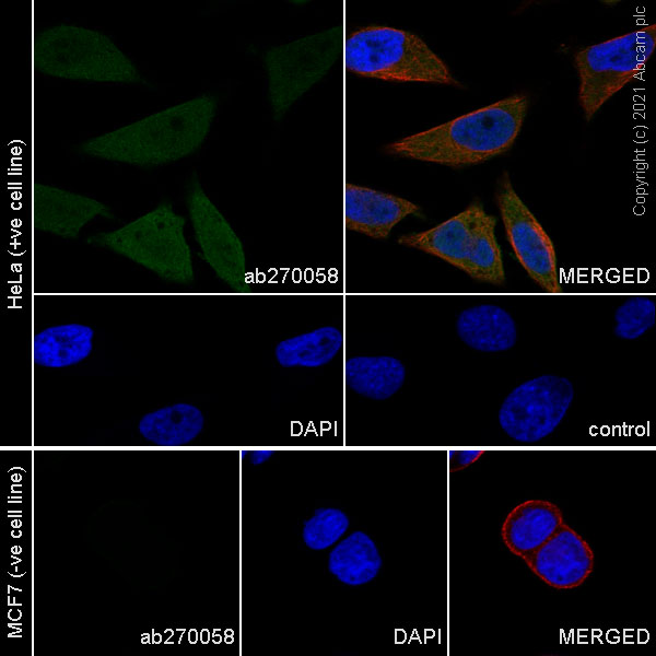 Immunocytochemistry/ Immunofluorescence - Anti-CDKN2A/p16INK4a antibody [EPR24167-43] (ab270058), expandable thumbnail