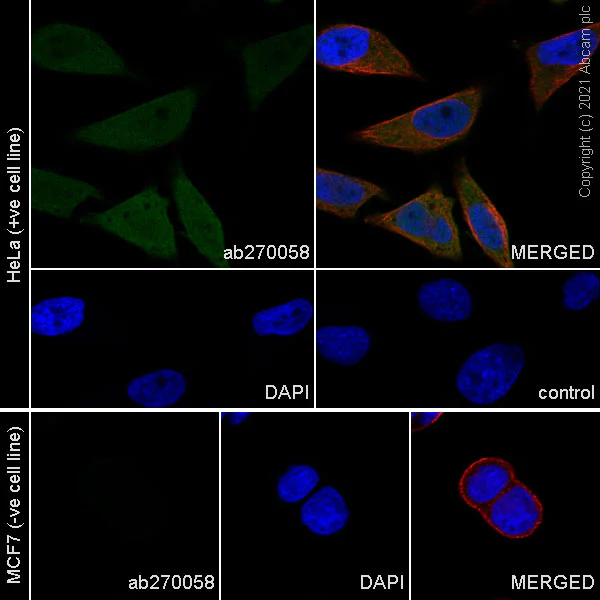 Immunocytochemistry/ Immunofluorescence - Anti-CDKN2A/p16INK4a antibody [EPR24167-43] (AB270058)