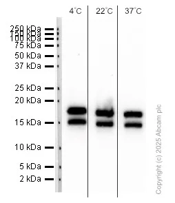Western blot - Anti-CDKN2A/p16INK4a antibody [EPR24167-43] (AB270058)