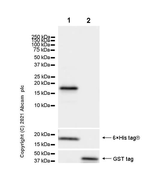 Western blot - Anti-CDKN2A/p16INK4a antibody [EPR24167-43] - BSA and Azide free (AB282285)