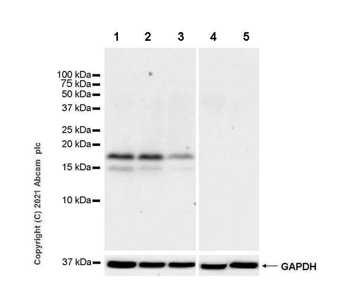 Western blot - Anti-CDKN2A/p16INK4a antibody [EPR24167-43] - BSA and Azide free (AB282285)