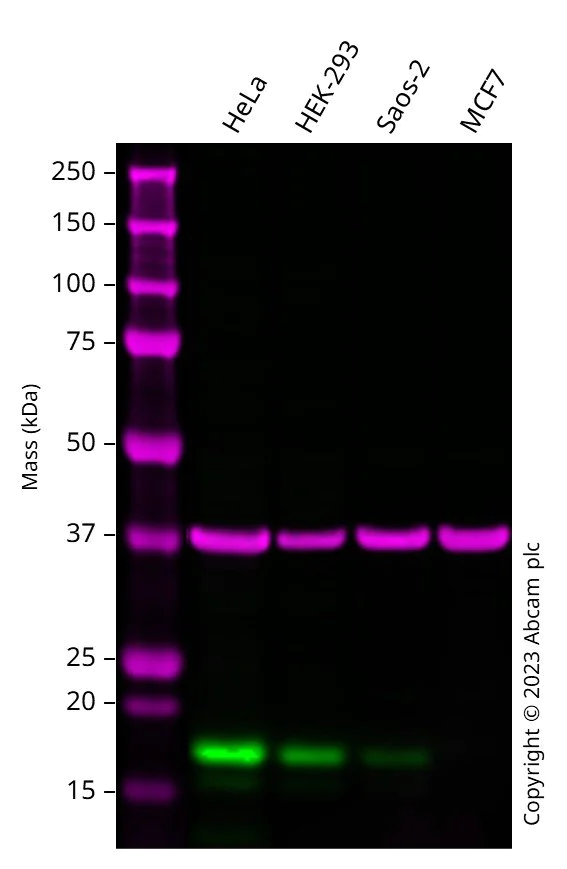 Western blot - Anti-CDKN2A/p16INK4a antibody [EPR24167-43] - BSA and Azide free (AB282285)