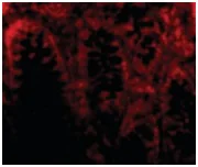 Immunocytochemistry/ Immunofluorescence - Anti-CDKN2A/p16INK4a antibody - N-terminal (AB189034)