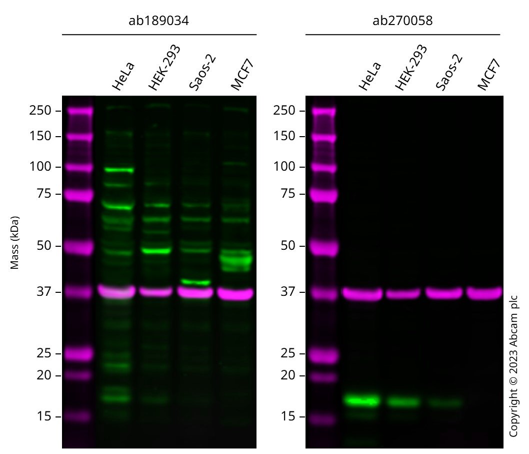 Western blot - Anti-CDKN2A/p16INK4a antibody - N-terminal (AB189034), expandable thumbnail