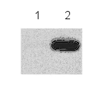 Immunoprecipitation - Anti-CDKN2A/p19ARF antibody [5-C3] (AB26696)