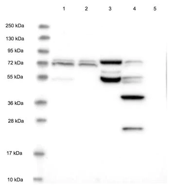 Western blot - Anti-CDKN2AIP antibody (AB122715)