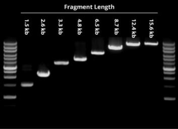 Functional Studies - cDNA Kit (AB286905)