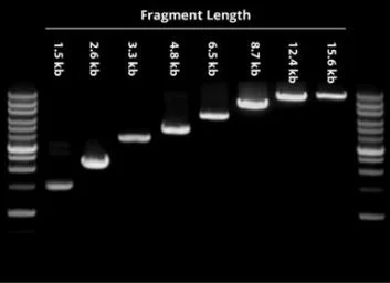Functional Studies - cDNA Kit (AB286905)