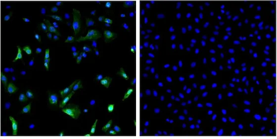Immunocytochemistry/ Immunofluorescence - Anti-CDNF antibody [6G5] (AB205551)