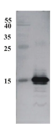Western blot - Anti-CDNF antibody [6G5] (AB205551)