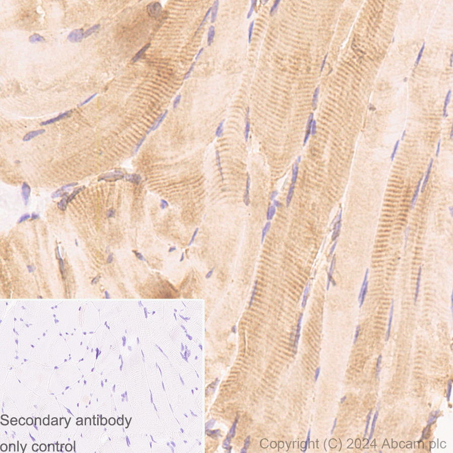 Immunohistochemistry (Formalin/PFA-fixed paraffin-embedded sections) - Anti-CDNF antibody [EPR22334-99] (AB253238)
