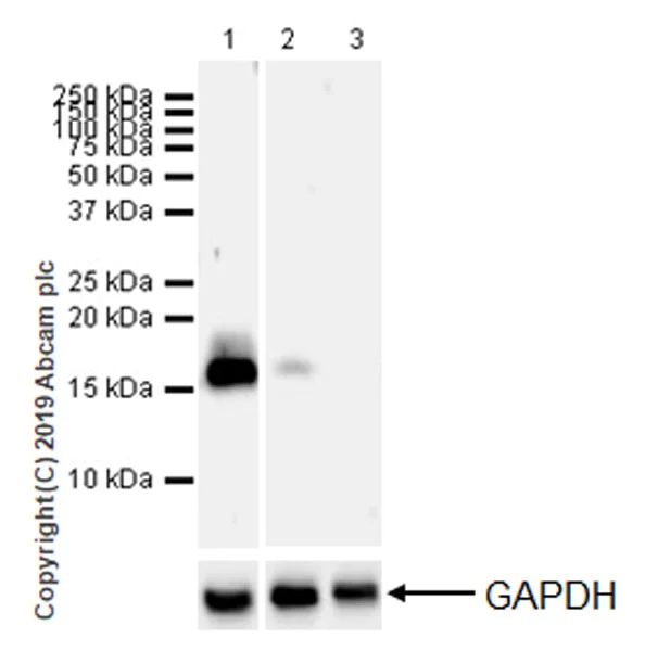 Western blot - Anti-CDNF antibody [EPR22334-99] (AB253238)