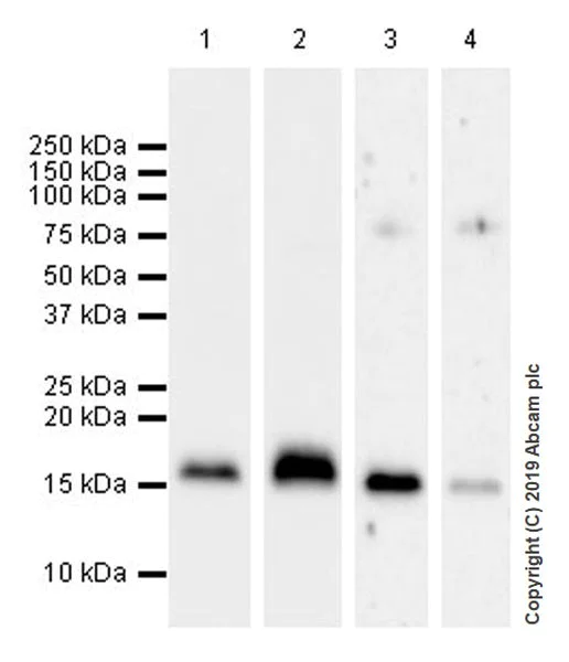 Western blot - Anti-CDNF antibody [EPR22334-99] (AB253238)