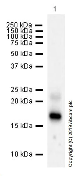 Western blot - Anti-CDNF antibody [EPR22334-99] (AB253238)