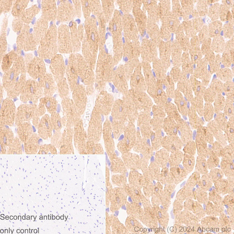 Immunohistochemistry (Formalin/PFA-fixed paraffin-embedded sections) - Anti-CDNF antibody [EPR22334-99] - BSA and Azide free (AB254214)