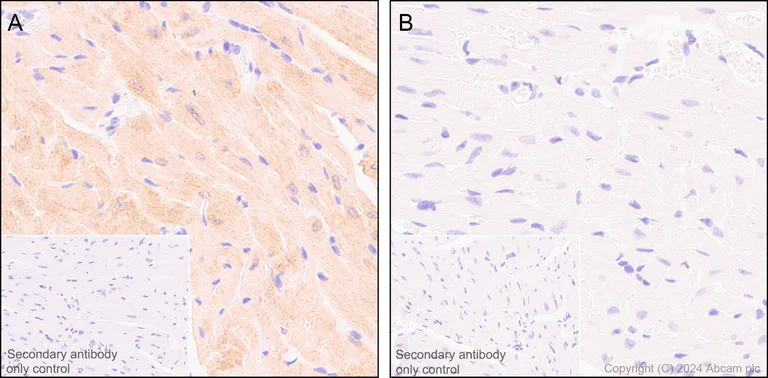 Immunohistochemistry (Formalin/PFA-fixed paraffin-embedded sections) - Anti-CDNF antibody [EPR22334-99] - BSA and Azide free (AB254214)