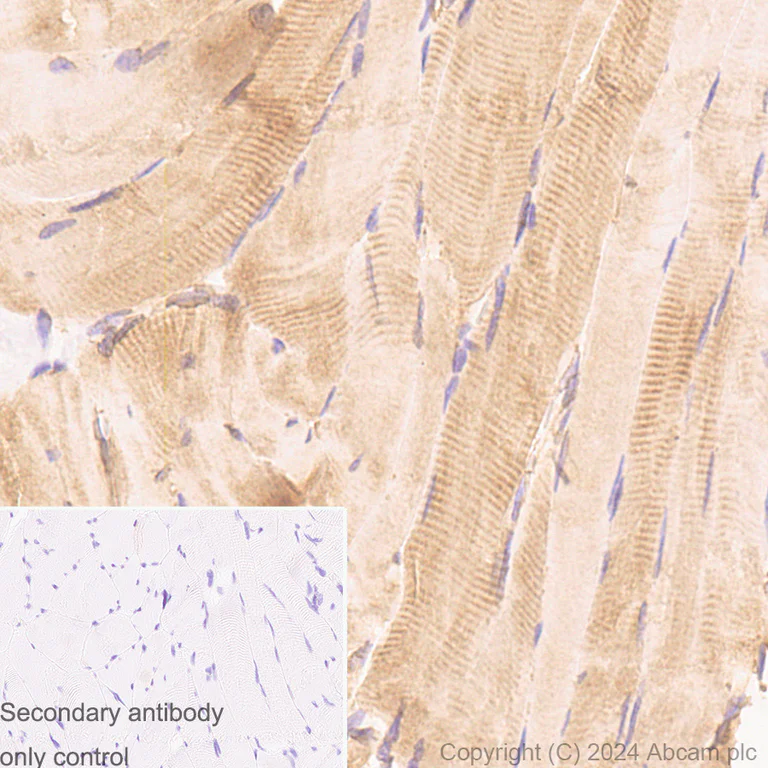 Immunohistochemistry (Formalin/PFA-fixed paraffin-embedded sections) - Anti-CDNF antibody [EPR22334-99] - BSA and Azide free (AB254214)