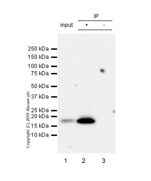 Immunoprecipitation - Anti-CDNF antibody [EPR22334-99] - BSA and Azide free (AB254214)