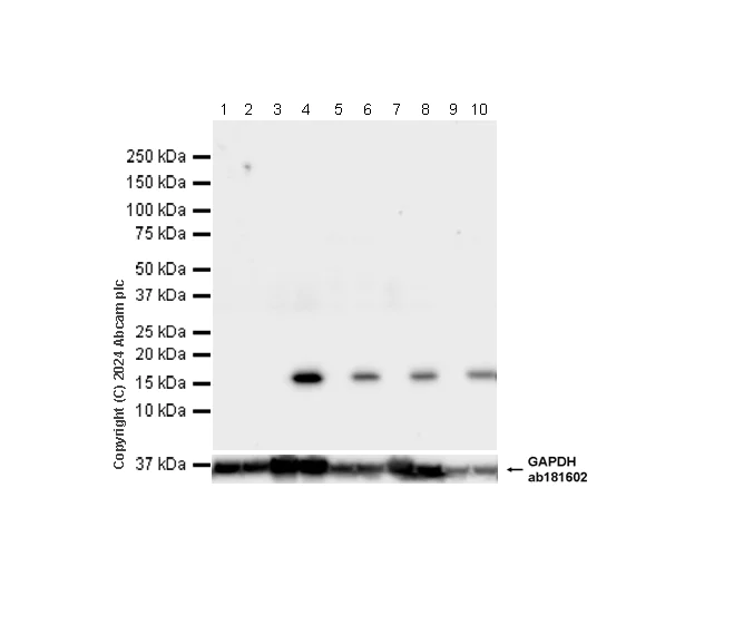 Western blot - Anti-CDNF antibody [EPR22334-99] - BSA and Azide free (AB254214)