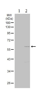 Western blot - Anti-CDS1 antibody (AB278496)