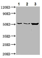 Western blot - Anti-CDS2 antibody (AB234973)