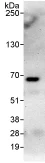 Immunoprecipitation - Anti-CDT1/DUP antibody (AB70829)