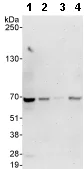 Western blot - Anti-CDT1/DUP antibody (AB70829)