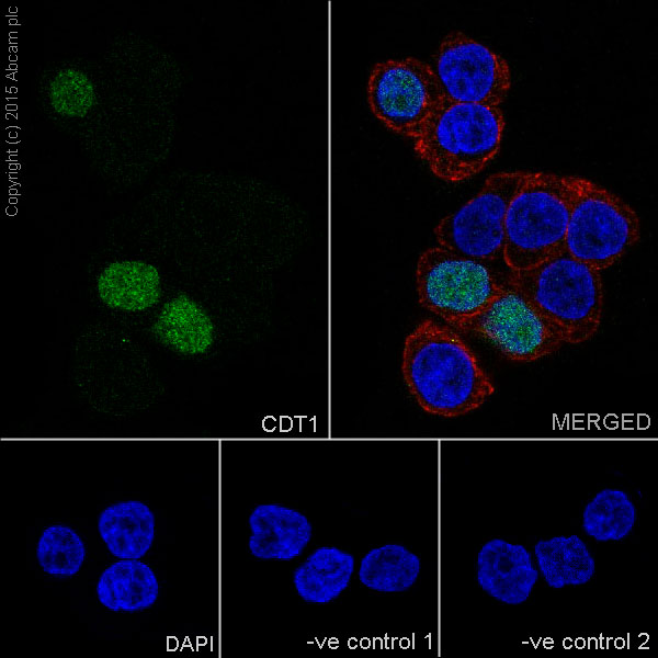 Immunocytochemistry/ Immunofluorescence - Anti-CDT1/DUP antibody [EPR17891] (ab202067), expandable thumbnail