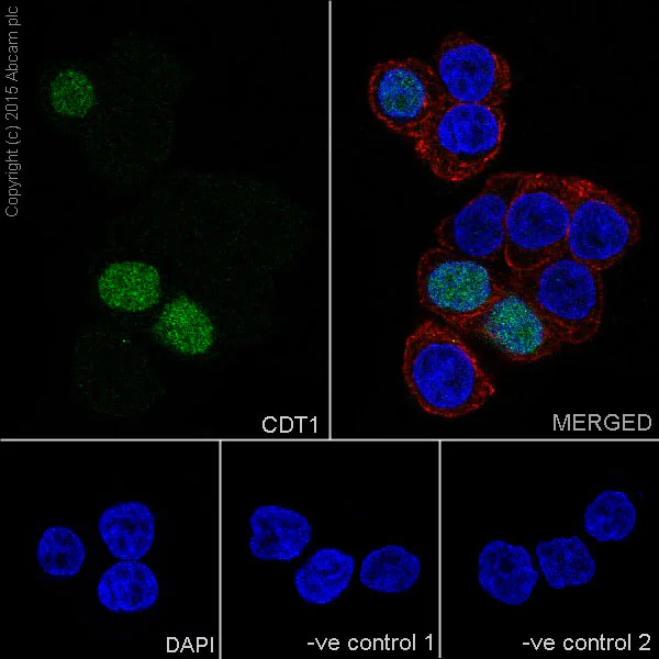 Immunocytochemistry/ Immunofluorescence - Anti-CDT1/DUP antibody [EPR17891] (AB202067)