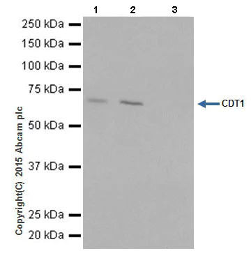 Immunoprecipitation - Anti-CDT1/DUP antibody [EPR17891] (AB202067)