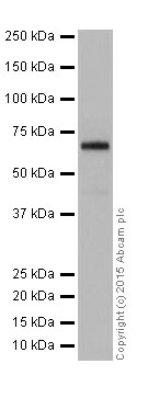 Western blot - Anti-CDT1/DUP antibody [EPR17891] (AB202067), expandable thumbnail