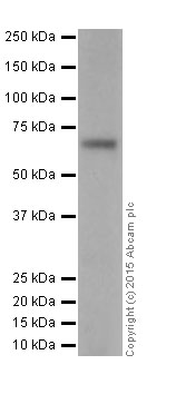 Western blot - Anti-CDT1/DUP antibody [EPR17891] (ab202067), expandable thumbnail
