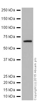 Western blot - Anti-CDT1/DUP antibody [EPR17891] (AB202067), expandable thumbnail